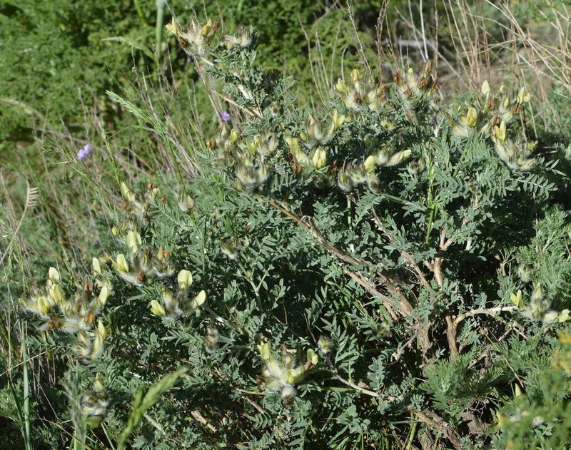 Astragalus lipschitzii photo 3
