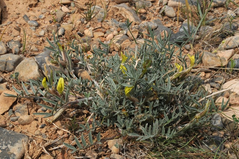 Astragalus lipschitzii photo 5
