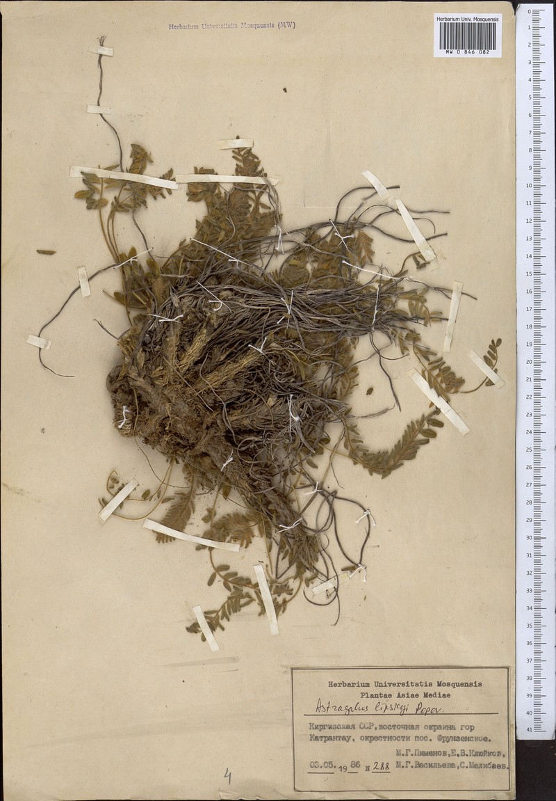 Astragalus lipskyi