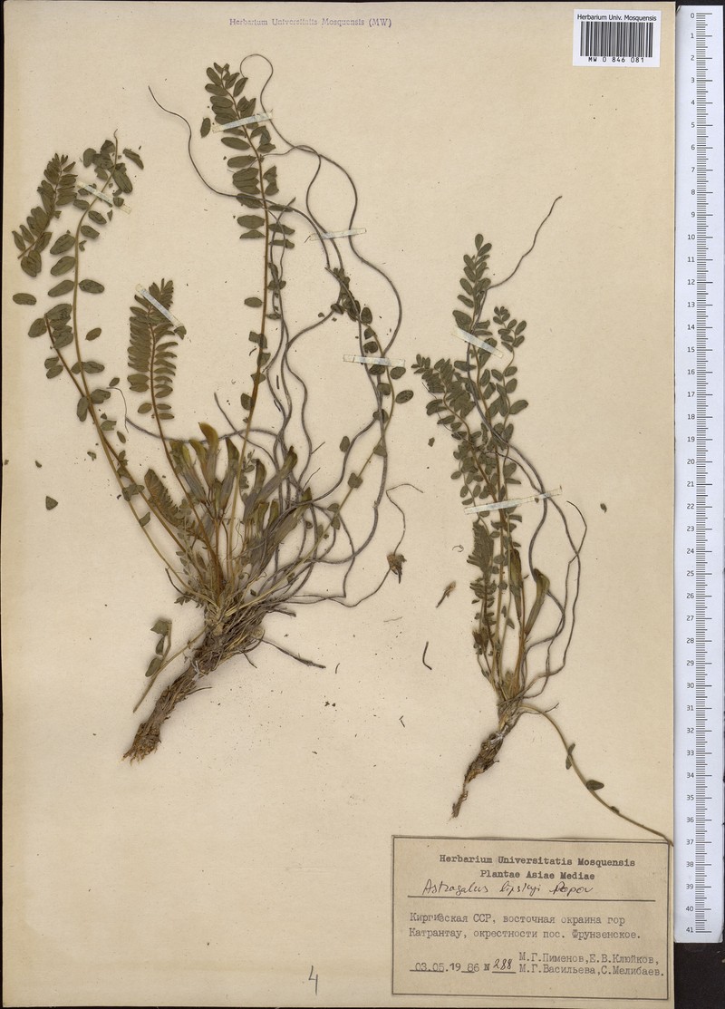 Astragalus lipskyi photo 2