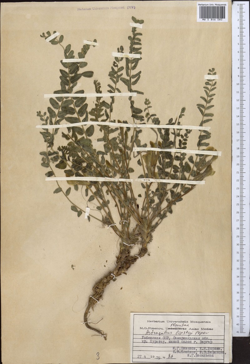 Astragalus lipskyi photo 3