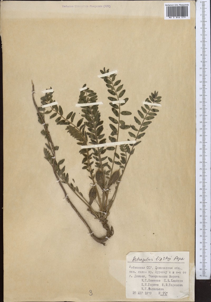 Astragalus lipskyi photo 4