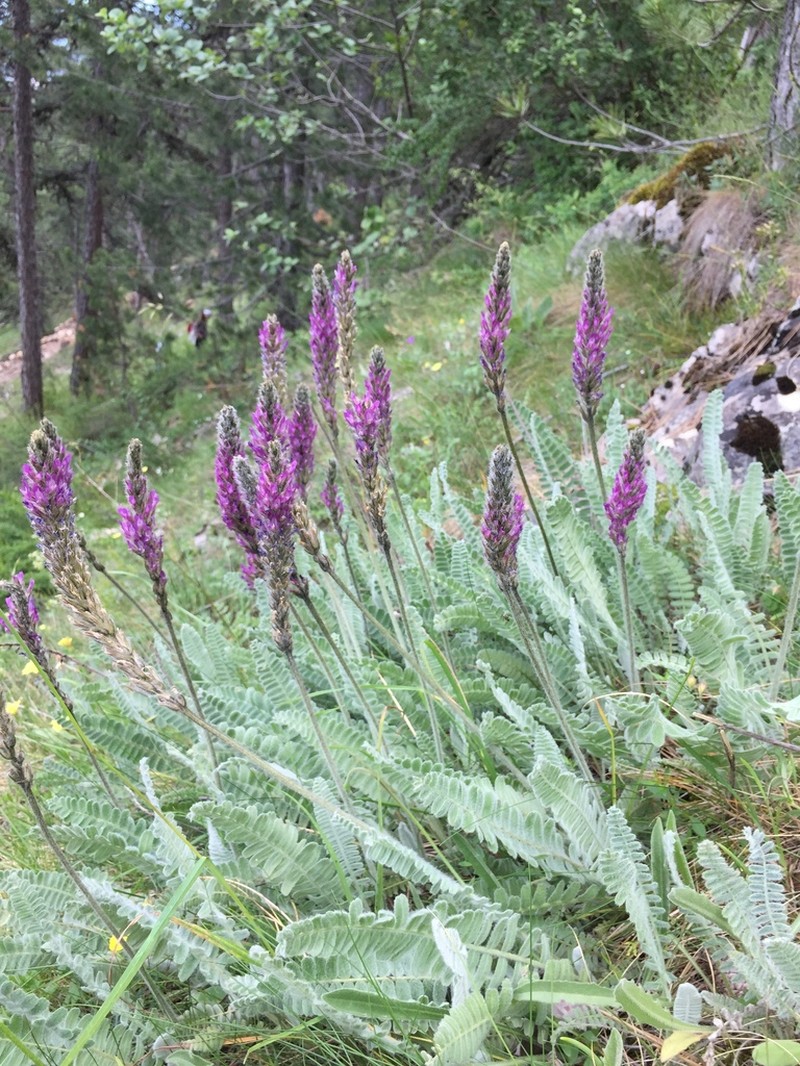 Astragalus listoniae