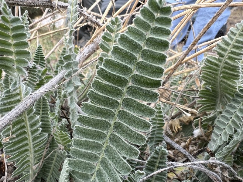 Astragalus listoniae photo 2