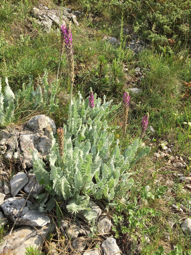 Astragalus listoniae photo 3