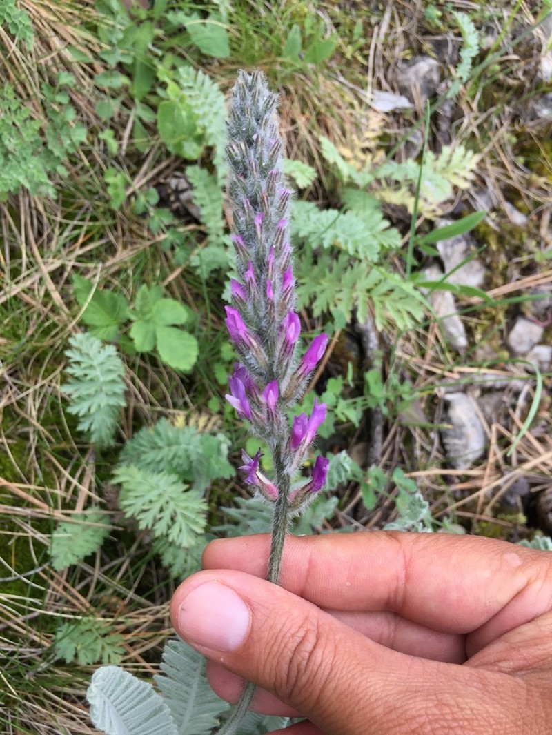 Astragalus listoniae photo 4
