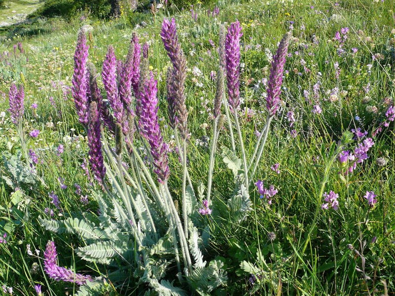 Astragalus listoniae photo 5