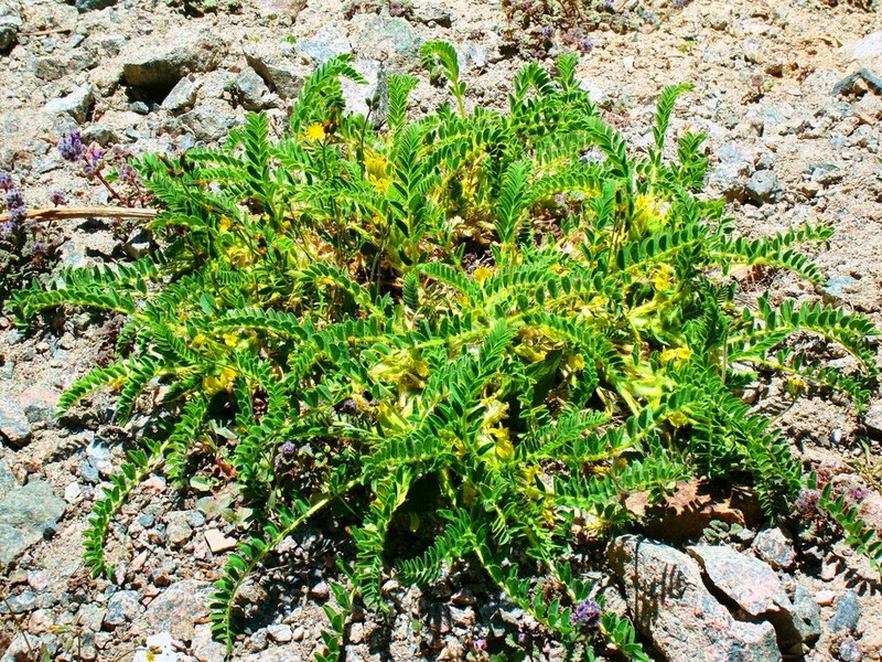 Astragalus lithophilus photo 2