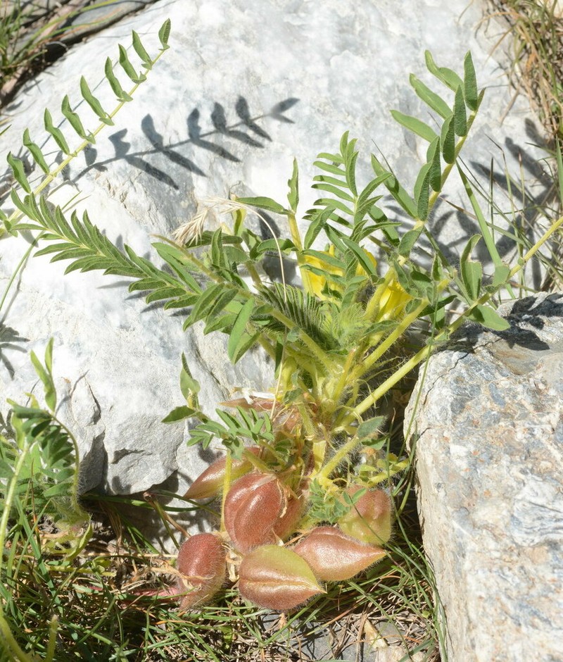 Astragalus lithophilus photo 3