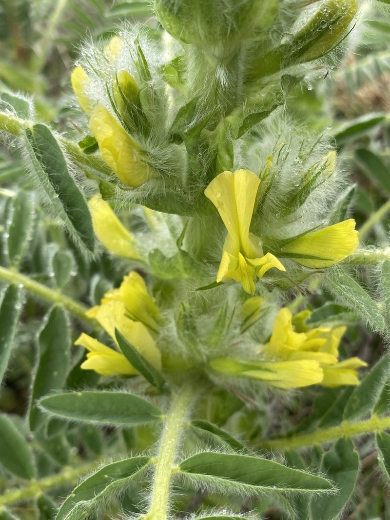 Astragalus lithophilus photo 4