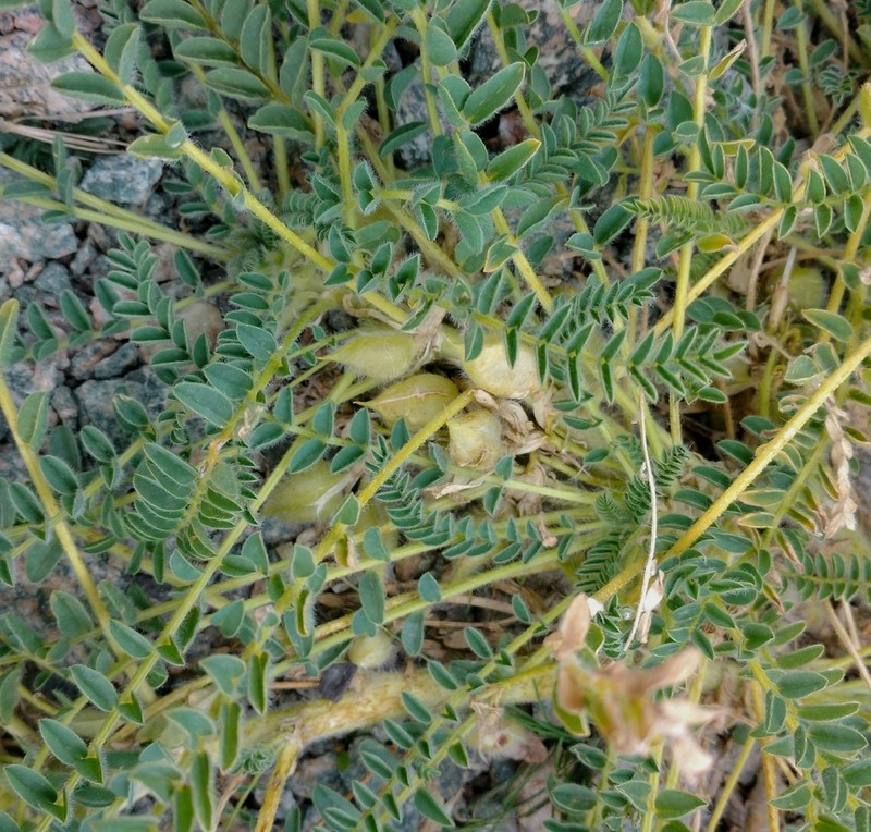 Astragalus lithophilus photo 5