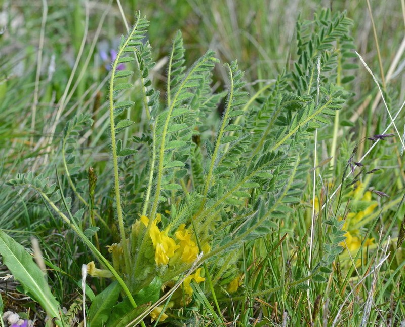 Astragalus lithophilus photo 6
