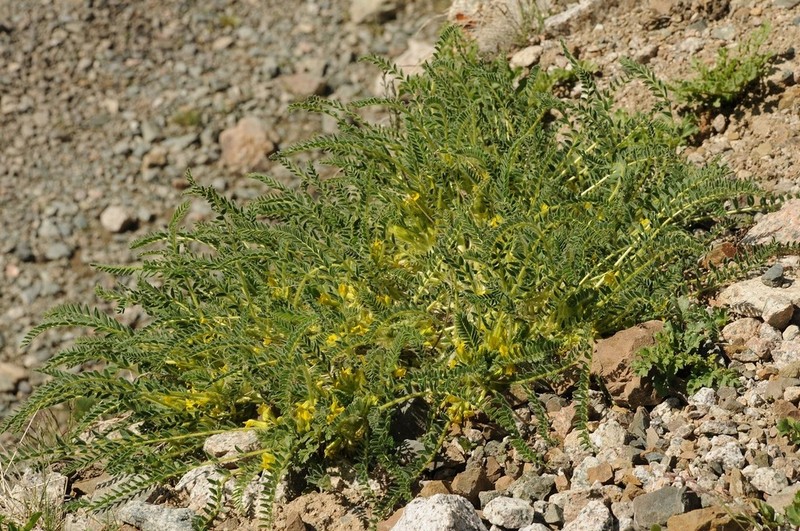 Astragalus lithophilus photo 7