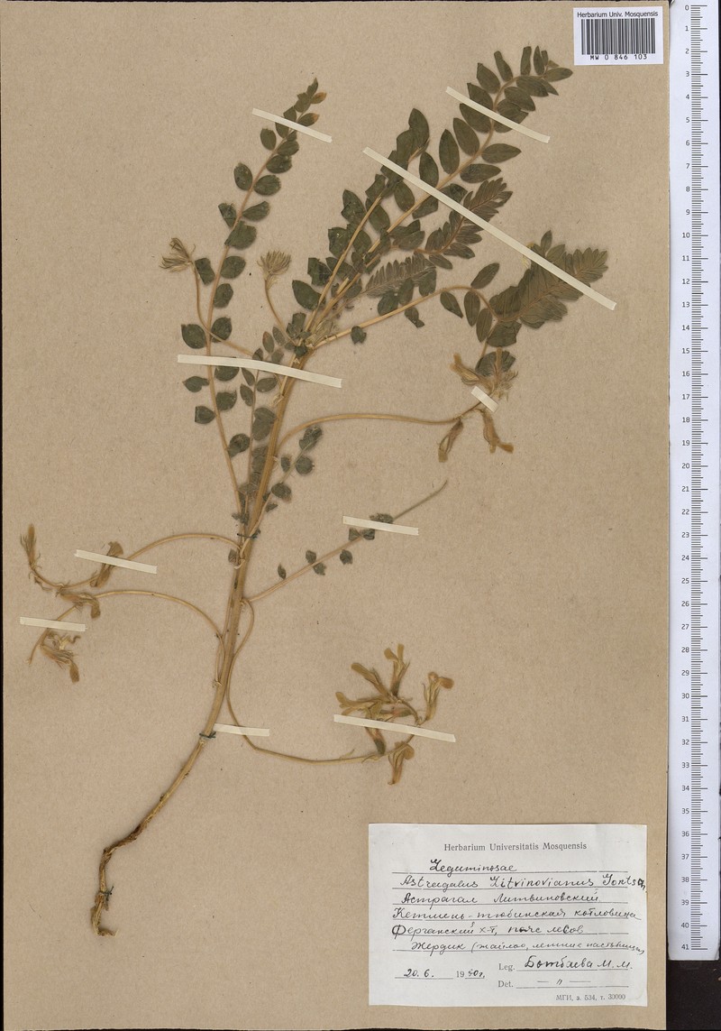 Astragalus litwinowianus