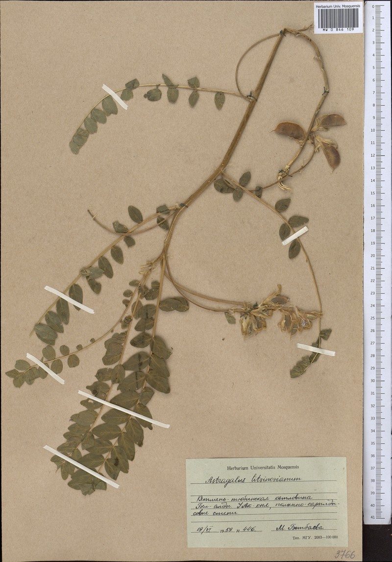 Astragalus litwinowianus photo 2