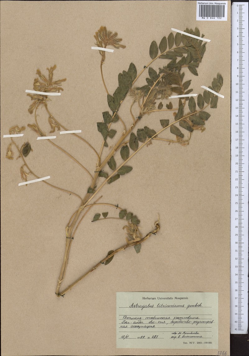Astragalus litwinowianus photo 3