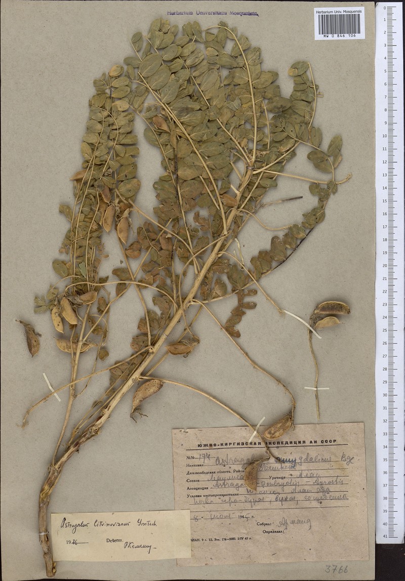 Astragalus litwinowianus photo 4