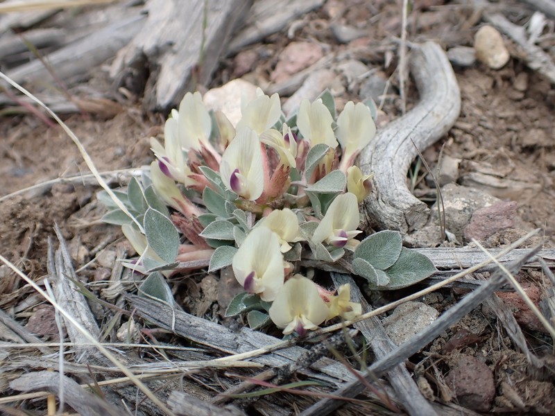 Glenwood Milkvetch photo 2