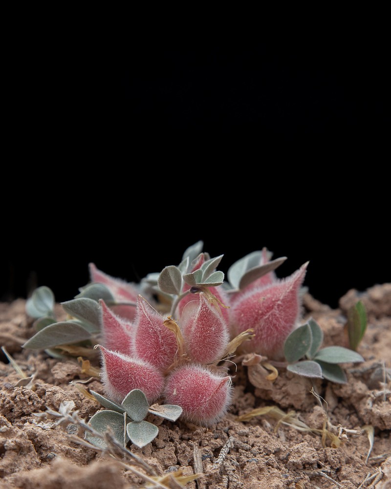 Glenwood Milkvetch photo 3