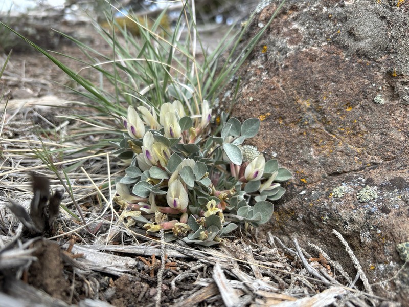 Glenwood Milkvetch photo 4