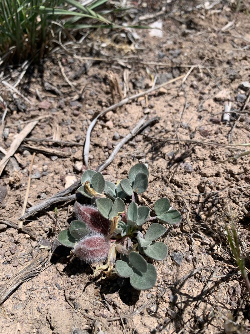Glenwood Milkvetch photo 5