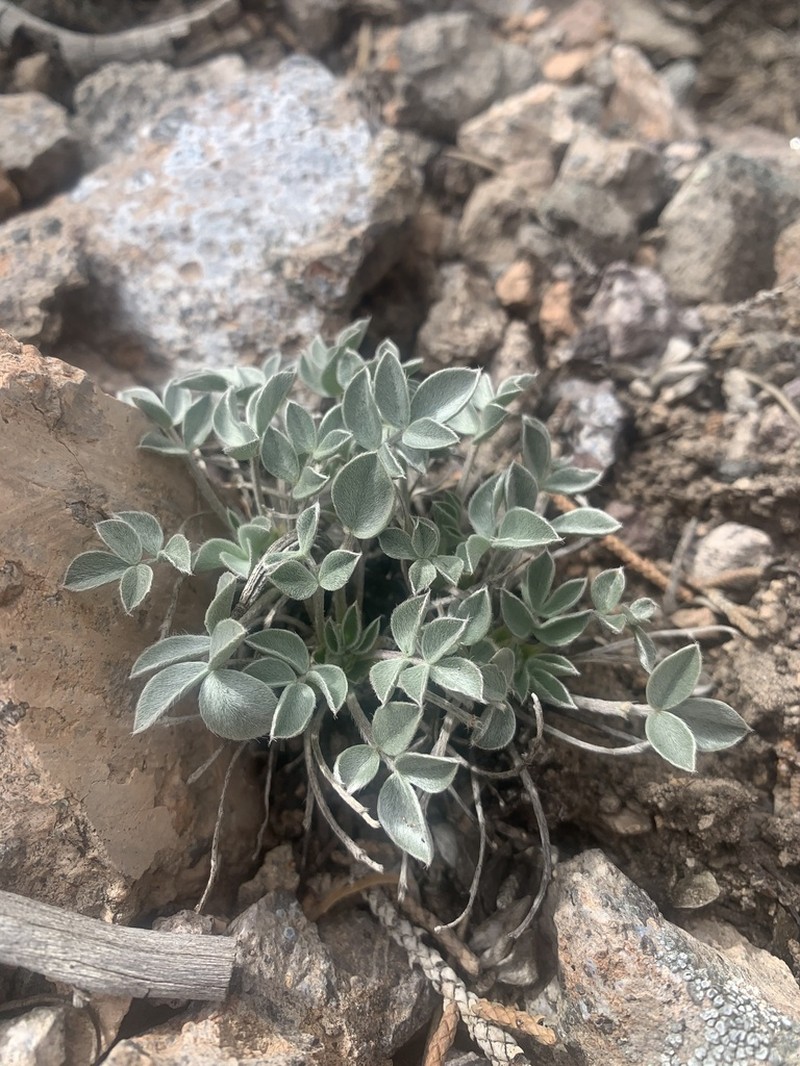Glenwood Milkvetch photo 6