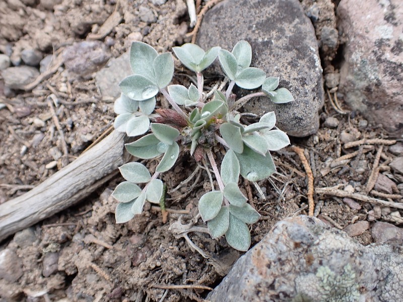 Glenwood Milkvetch photo 7