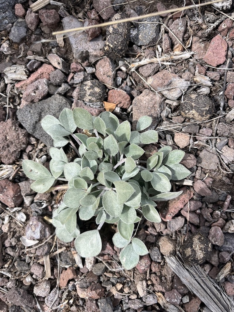 Glenwood Milkvetch photo 8