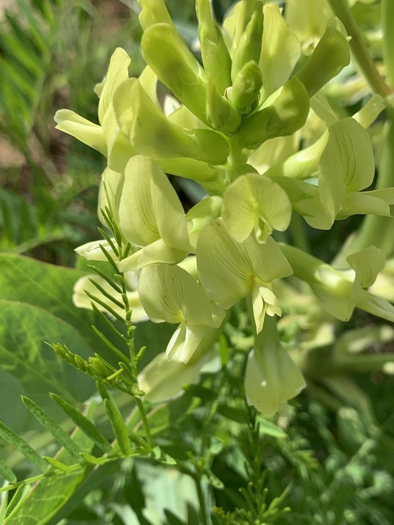 Astragalus lobophorus