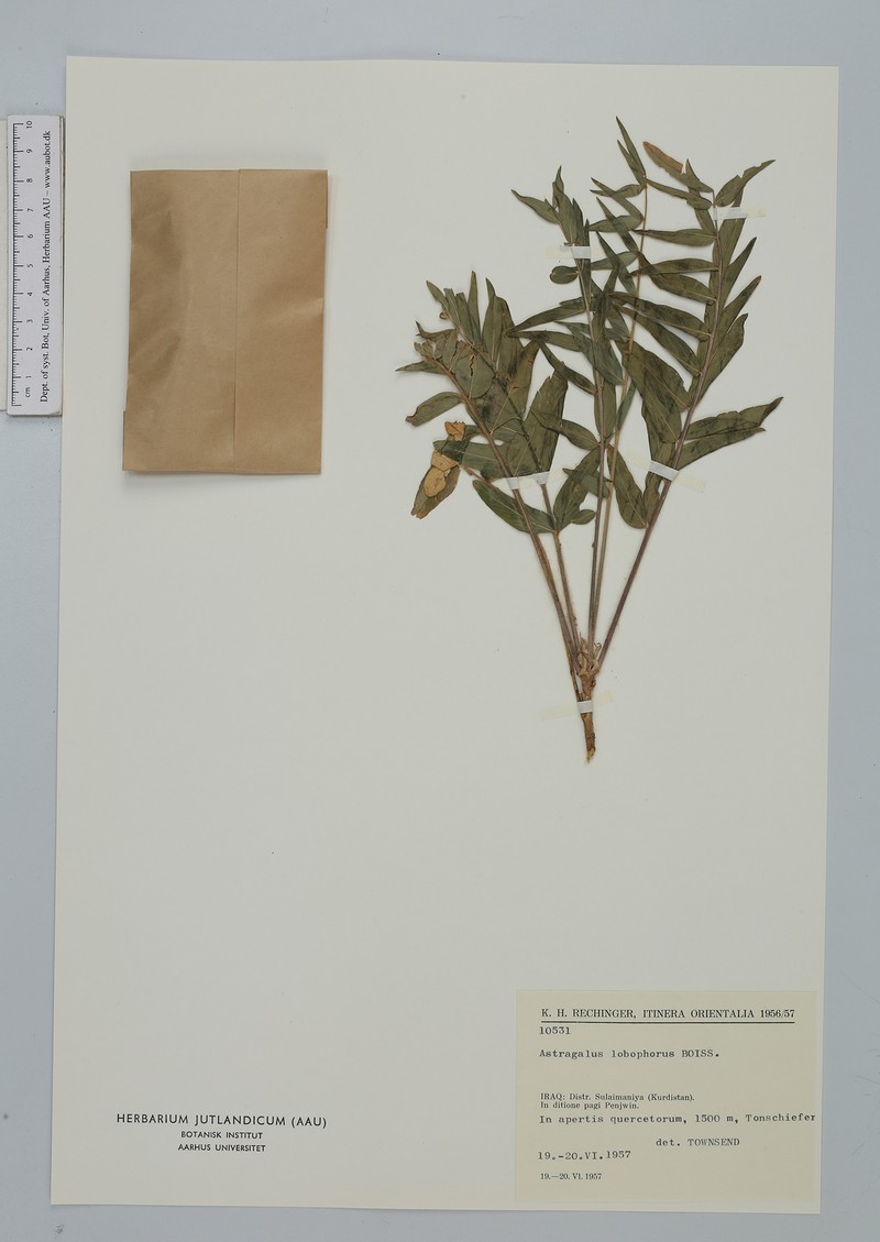 Astragalus lobophorus photo 2