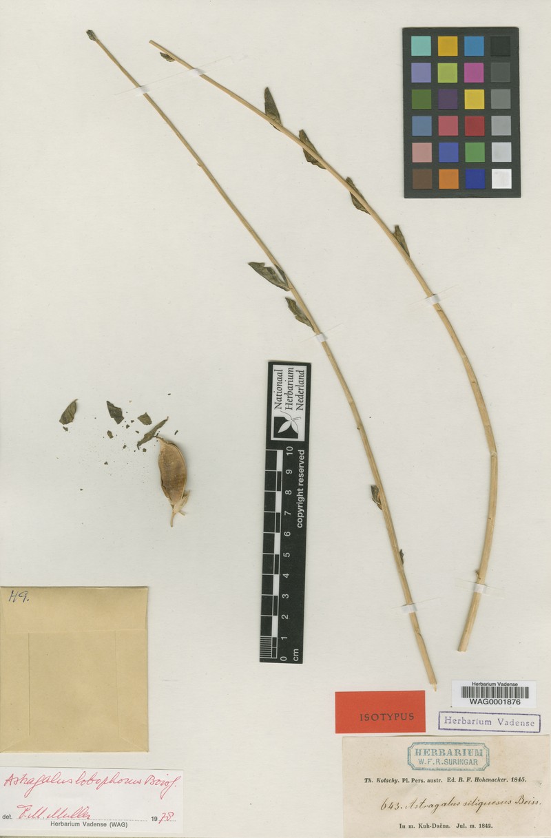 Astragalus lobophorus photo 3