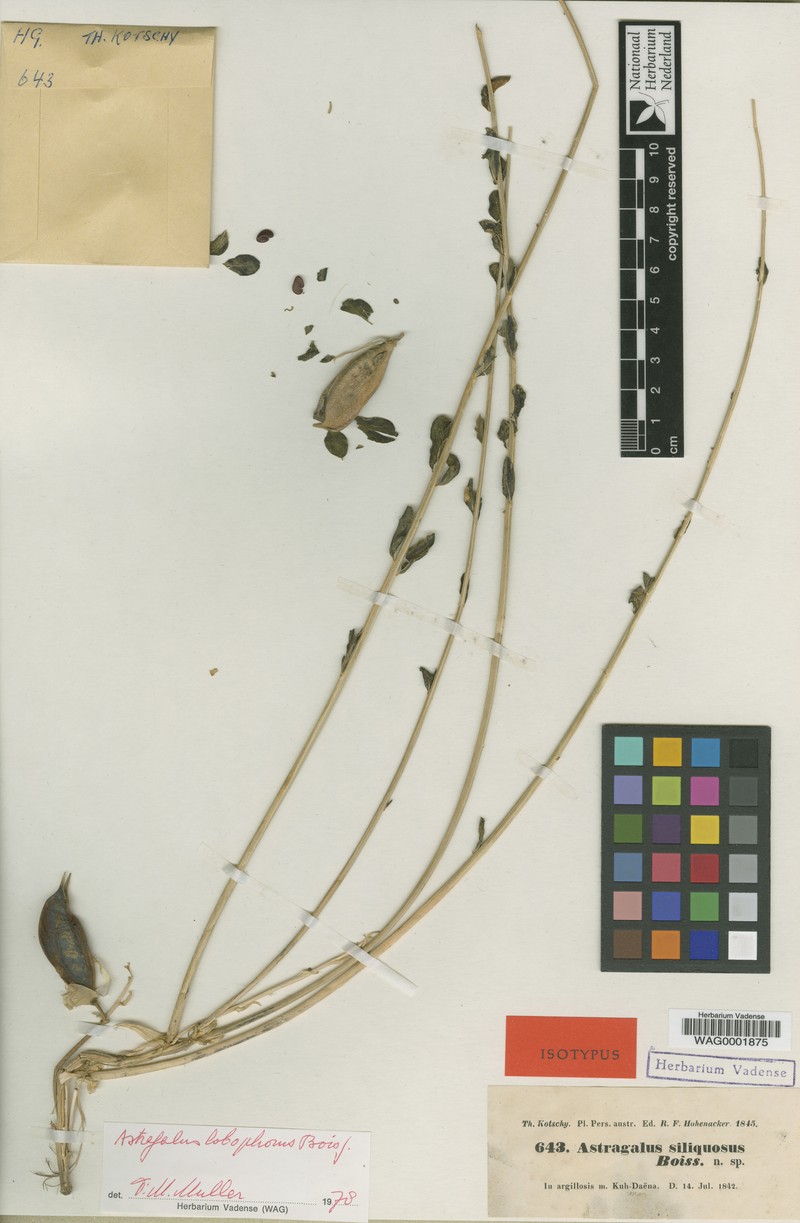 Astragalus lobophorus photo 4