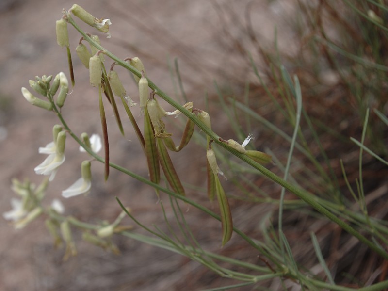 Rushy Milkvetch
