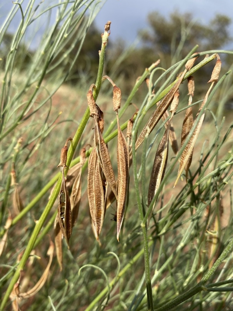 Rushy Milkvetch