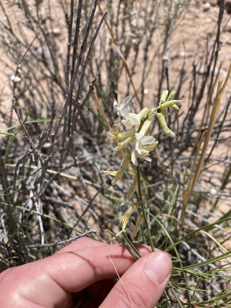 Rushy Milkvetch photo 2