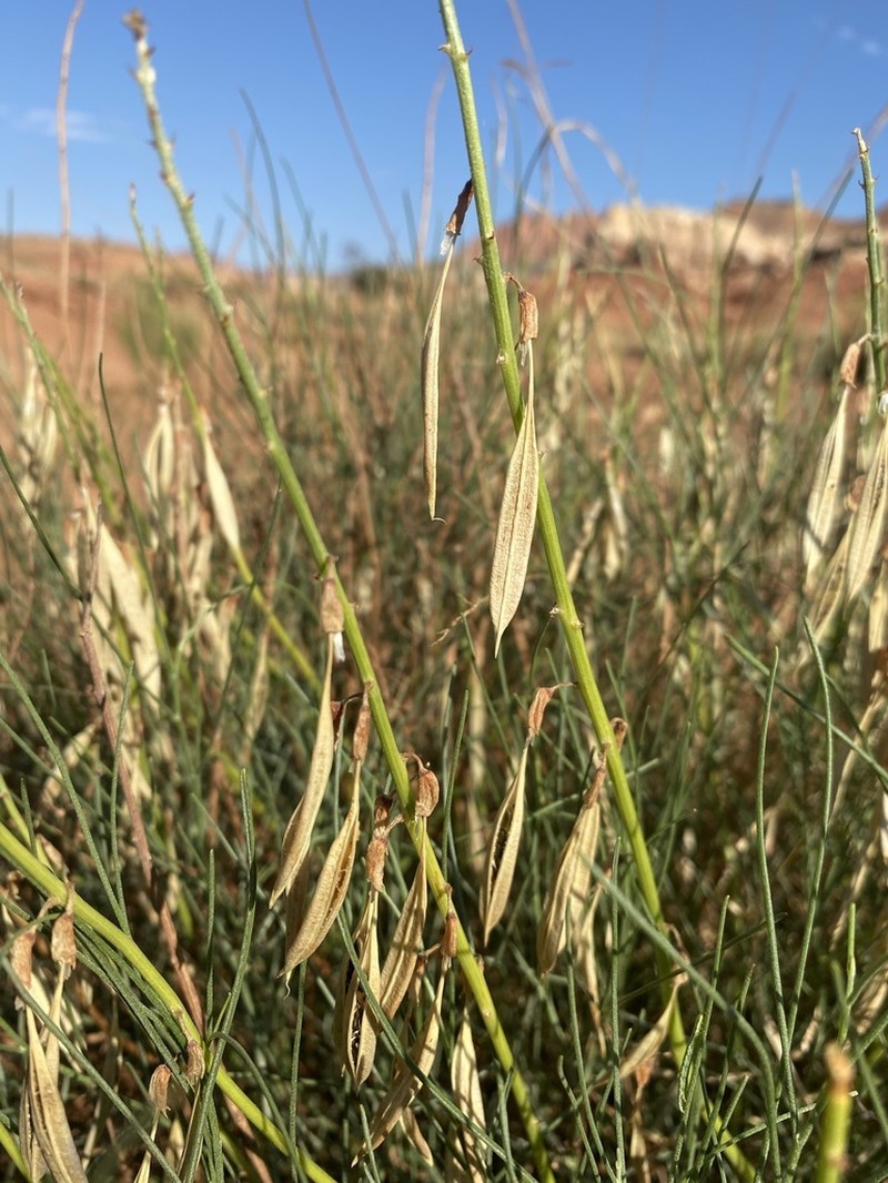 Rushy Milkvetch photo 3