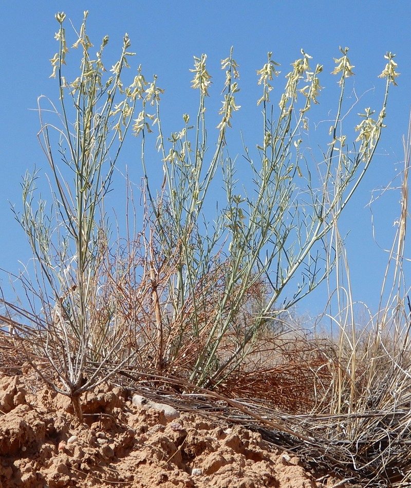 Rushy Milkvetch photo 4