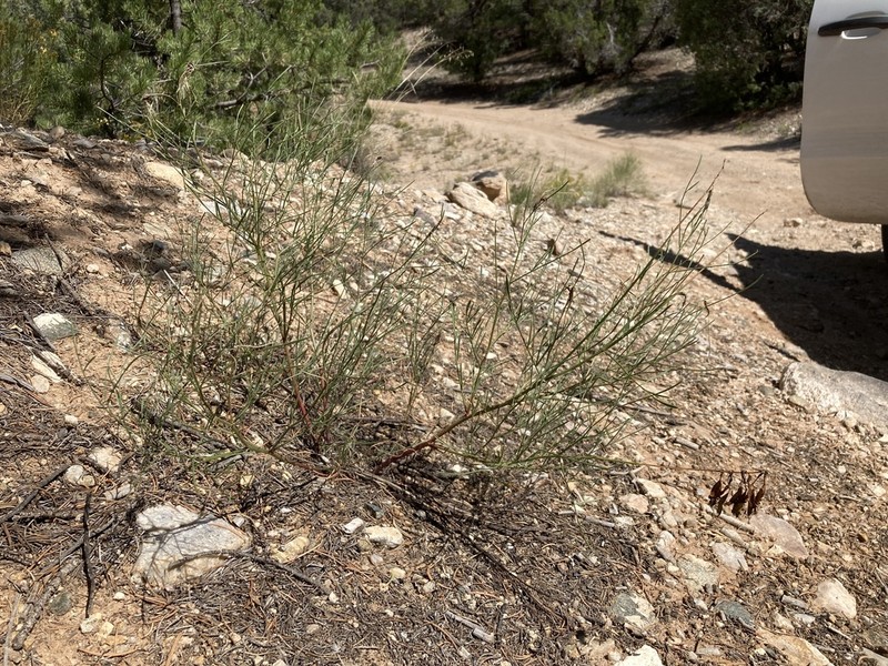 Rushy Milkvetch photo 5