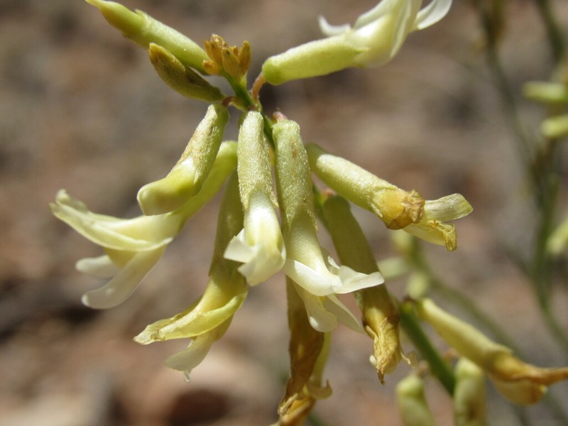 Rushy Milkvetch photo 6