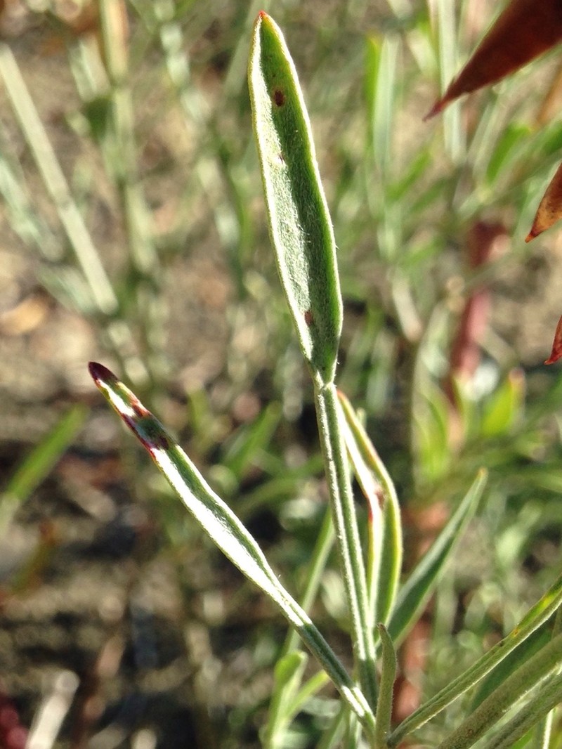 Rushy Milkvetch photo 7