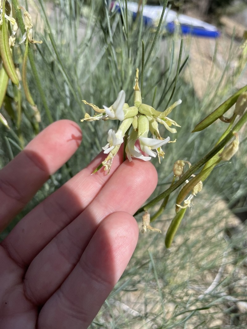 Rushy Milkvetch photo 8
