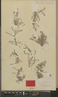 Astragalus longicaulis
