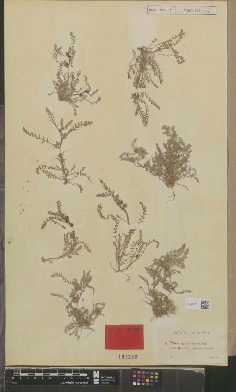 Astragalus longicaulis
