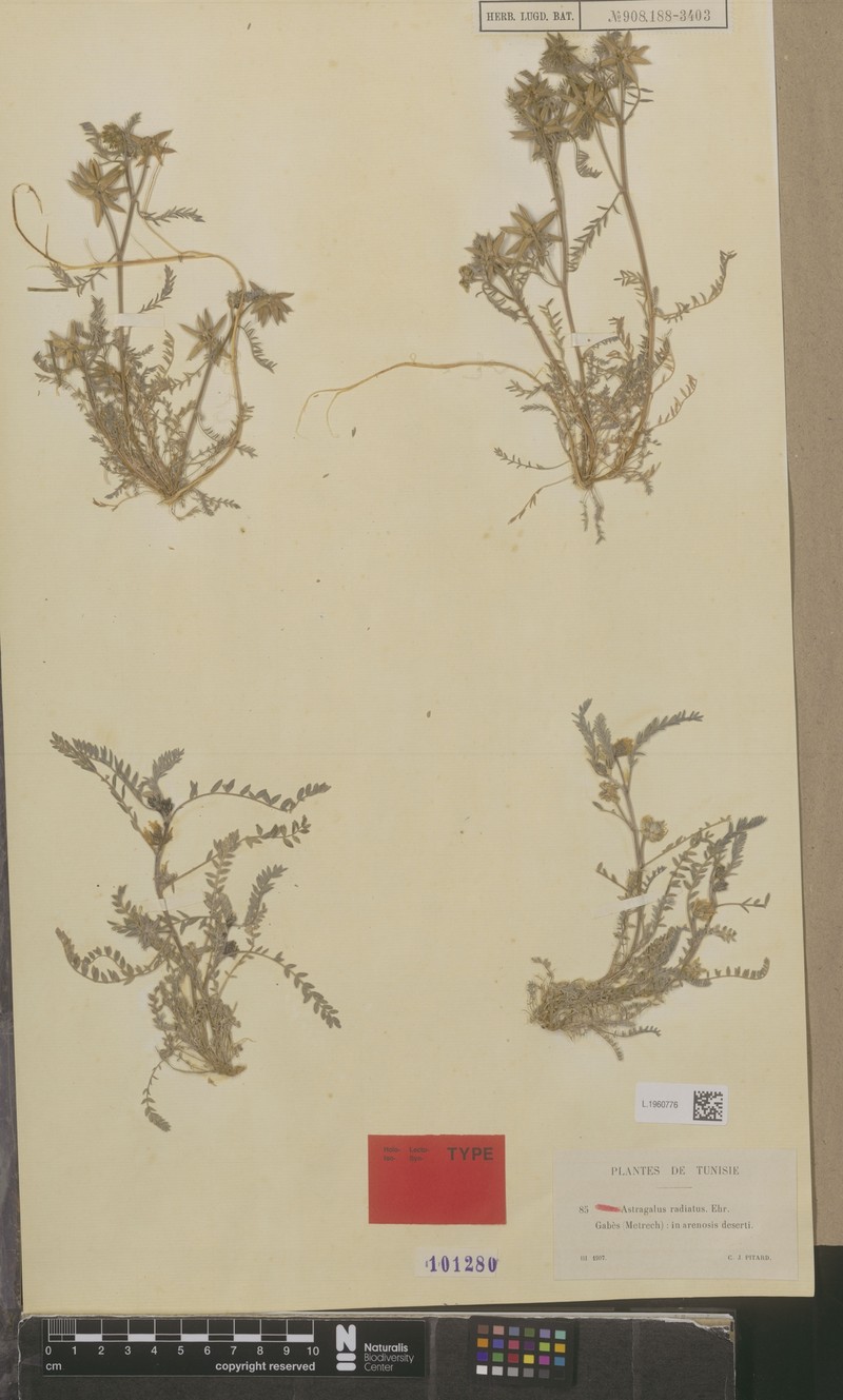 Astragalus longicaulis photo 2