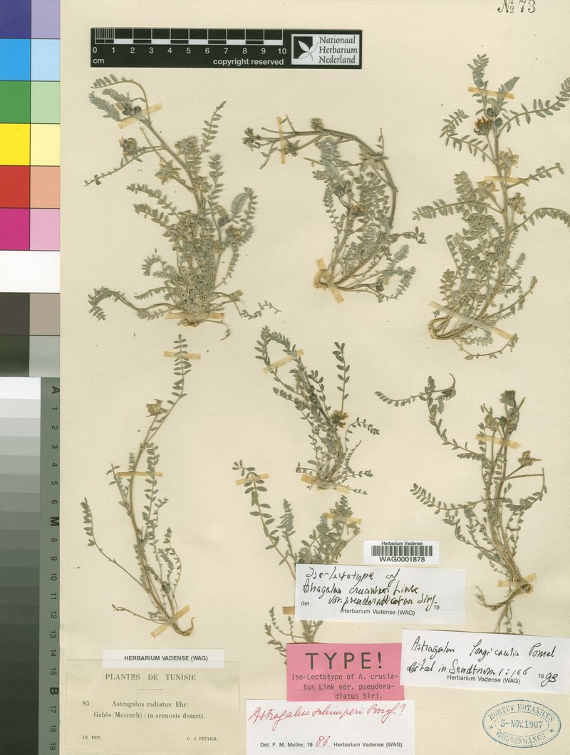 Astragalus longicaulis photo 3