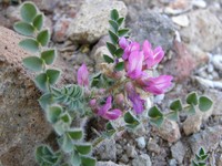 Astragalus longidentatus
