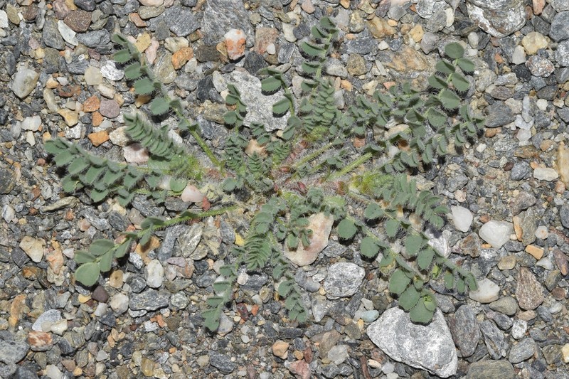 Astragalus longidentatus photo 2