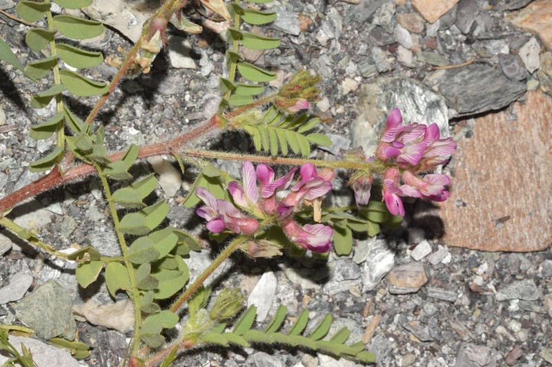 Astragalus longidentatus photo 3