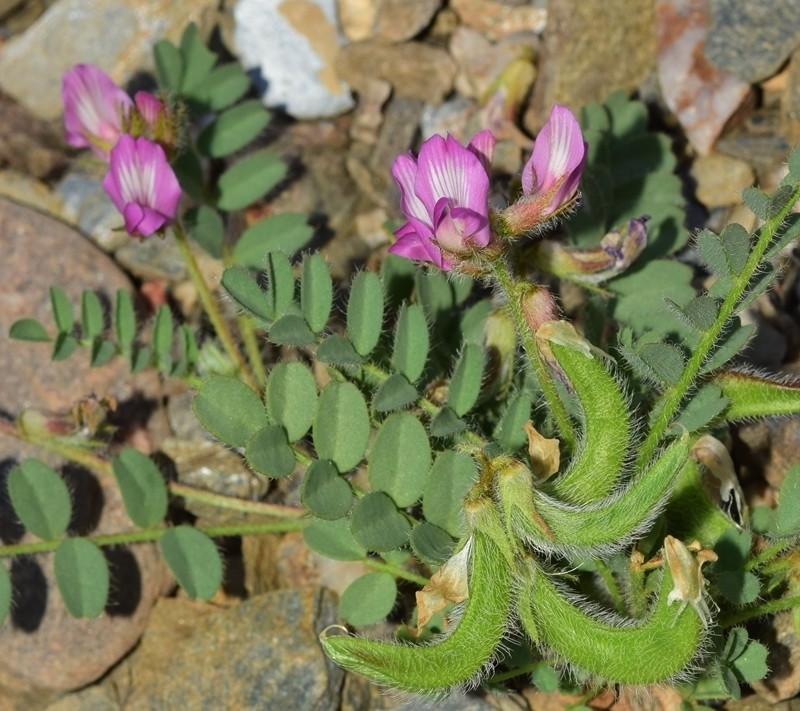 Astragalus longidentatus photo 4