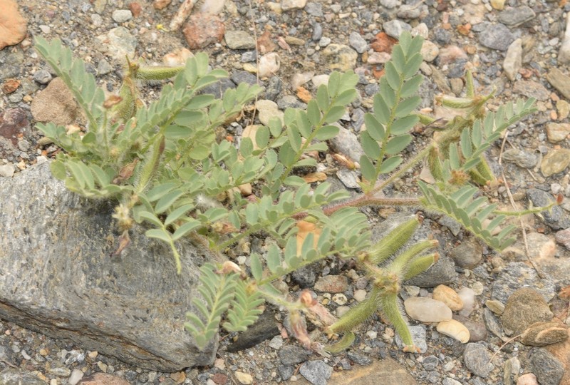 Astragalus longidentatus photo 5